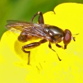 Chalcosyrphus nemorum, hoverfly, male, Alan Prowse